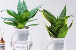 水培虎皮蘭怎么過冬，虎皮蘭安全越冬5大要點"