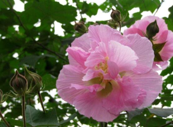 芙蓉花的花語和傳說，代表著脫俗持久、高潔之士、纖細之美"