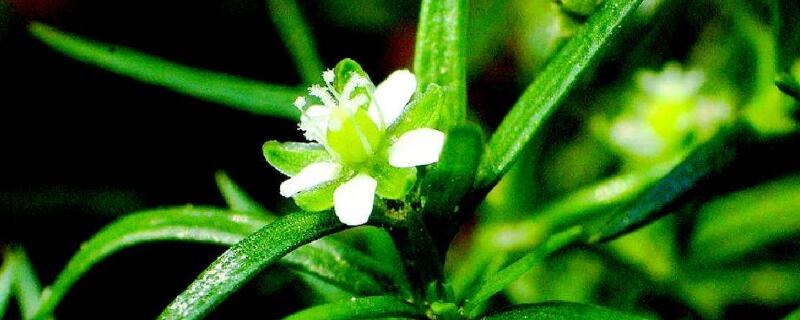 漆姑草怎么養(yǎng)"