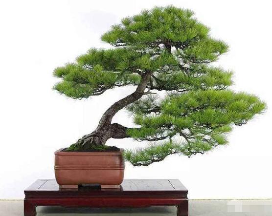 羅漢松盆景制作方法，教你五個基本步驟便可開枝散葉"