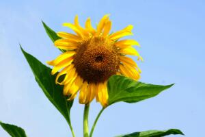 向日葵一般送什么人，朋友/長輩/同事/暗戀對象