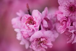 櫻花秋天怎么養(yǎng)，保持充足的光照以及肥水"