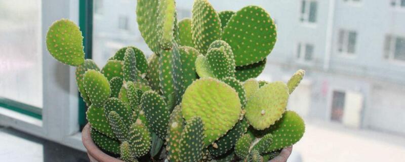 仙人掌發(fā)黃變軟怎么辦"