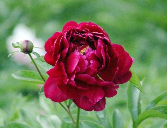 芍藥花能美容嗎，能/美容養(yǎng)顏、舒緩心情"