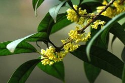 桂花樹幾年開花，養(yǎng)護5年以上才能開花"