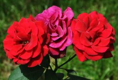 月季花花語大全，不同顏色的月季有著不同的寓意"