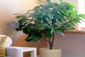 平安樹(shù)擺放什么位置好，平安樹(shù)的擺放禁忌"