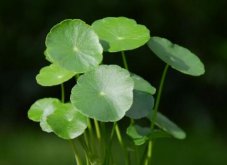 銅錢(qián)草適合室內(nèi)養(yǎng)嗎，雖然可以養(yǎng)但是要注意以下幾點(diǎn)"