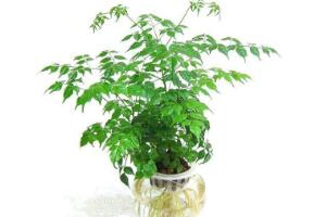 平安樹(shù)泡水里能長(zhǎng)根嗎，平安樹(shù)水培方法"