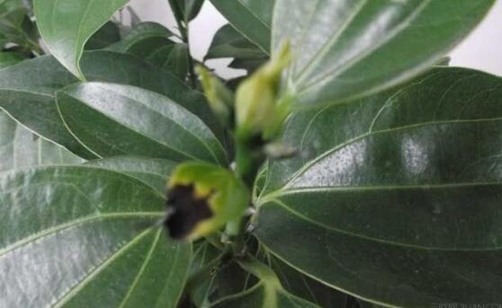 平安樹圖片，平安樹開花圖片