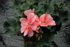 天竺葵怎樣扦插圖解，5步即可完成天竺葵的扦插"