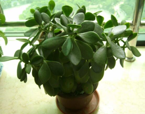 玉樹燕子掌怎么區(qū)分，主要從葉和花序上辨別"