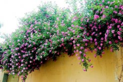 爬藤薔薇花的養(yǎng)殖方法，讓薔薇花爆盆的5大要點(diǎn)"