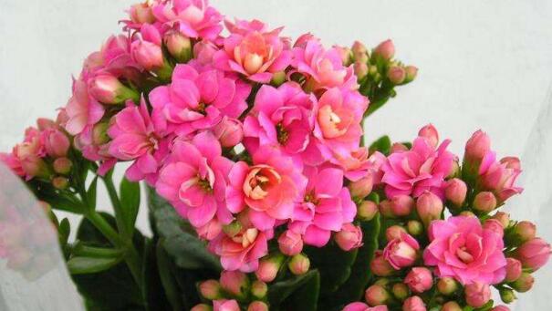 水培長(zhǎng)壽花的養(yǎng)殖方法"