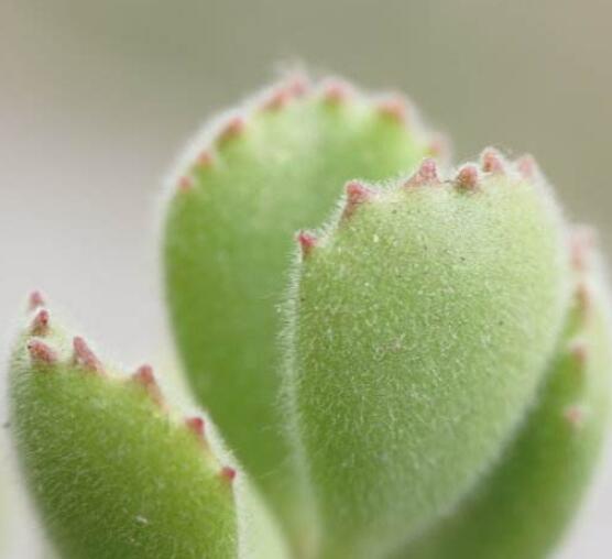 熊童子和白熊的區(qū)別，老農(nóng)總結(jié)最直觀兩種分辨方法"