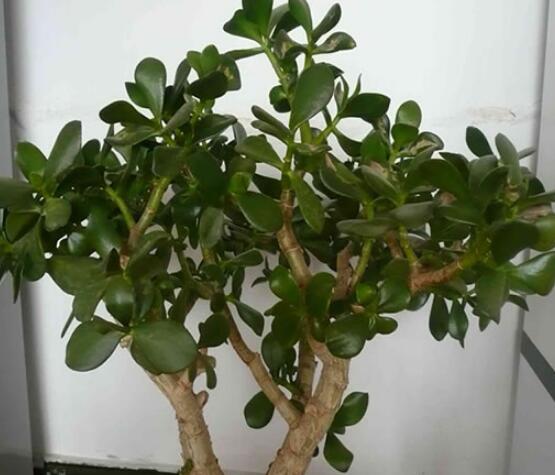 燕子掌能放在室內(nèi)養(yǎng)嗎，能/吸收有害氣體、釋放氧氣(身體健康)"