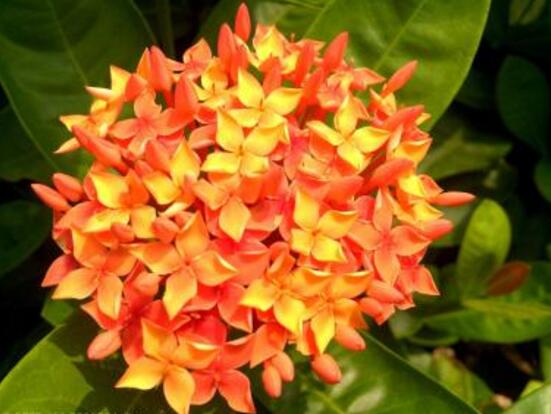 臭繡球花的養(yǎng)殖方法和注意事項，臭繡球花八大養(yǎng)殖基本方法"