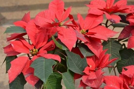 一品紅葉子發(fā)黃脫落怎么辦，輕松掌握六招就可解決"