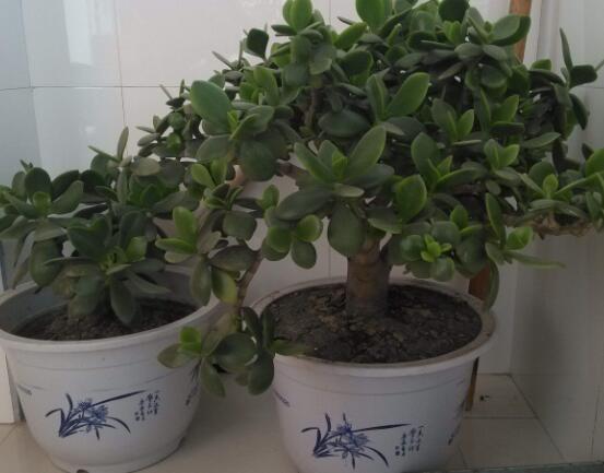 植物燕子掌有毒嗎，無毒與有毒需待進(jìn)一步科學(xué)考證(證據(jù)不足)"