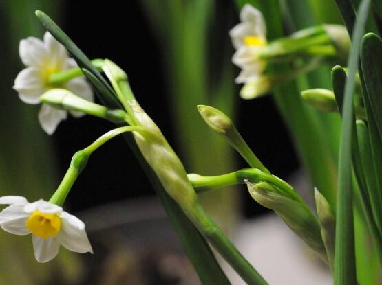 水仙花的風(fēng)水作用，催財生旺、美化環(huán)境"