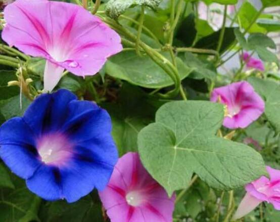 牽牛花的象征意義，一種遙不可及的愛(ài)戀、不屈不撓精神"