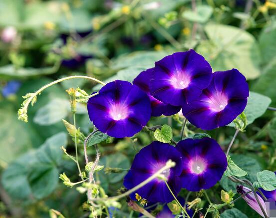 牽牛花冬天會(huì)死嗎，做好這五點(diǎn)即可安然過(guò)冬(生長(zhǎng)健壯茂盛)"