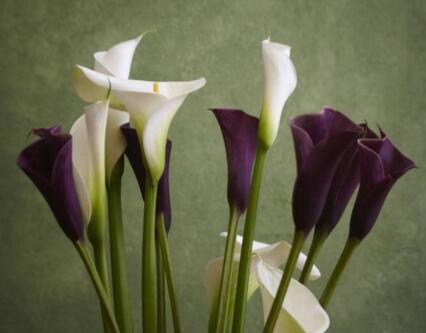 馬蹄蓮寓意，不同顏色有著不同的含義"