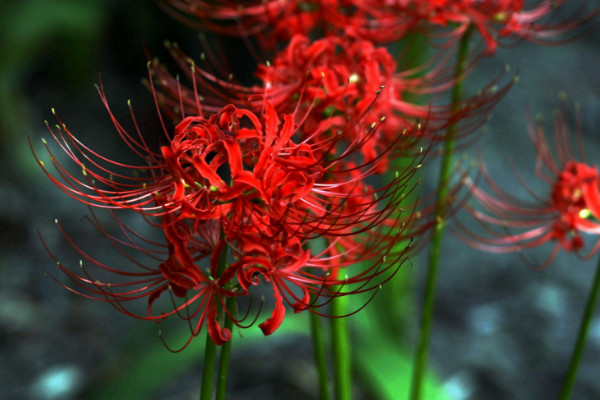 彼岸花的養(yǎng)殖方法和注意事項，通風工作不可忘"