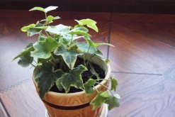 常春藤和綠蘿哪個好養(yǎng)，常春藤更耐寒"