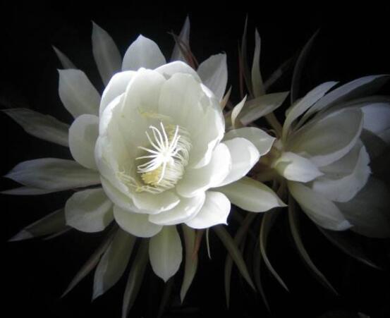 曇花怎么澆水，不同季節(jié)不同澆水量(見干見濕)"