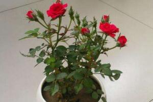 玫瑰花多久澆一次水，玫瑰花怎么澆水"