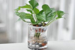 水培綠蘿為什么黃葉子，與水質(zhì)、溫度、施肥、光照有關(guān)"