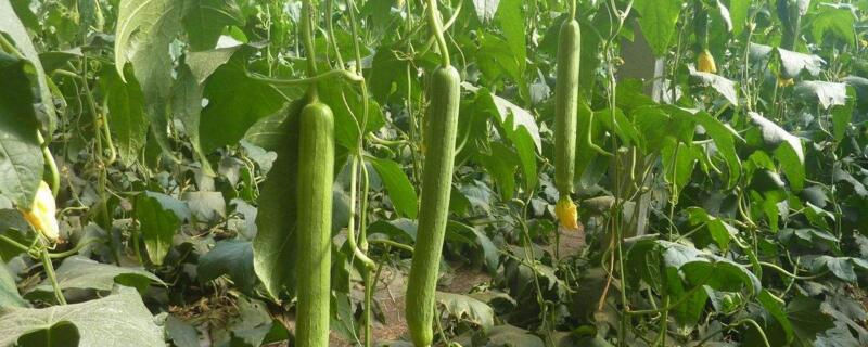 絲瓜幾天出苗"