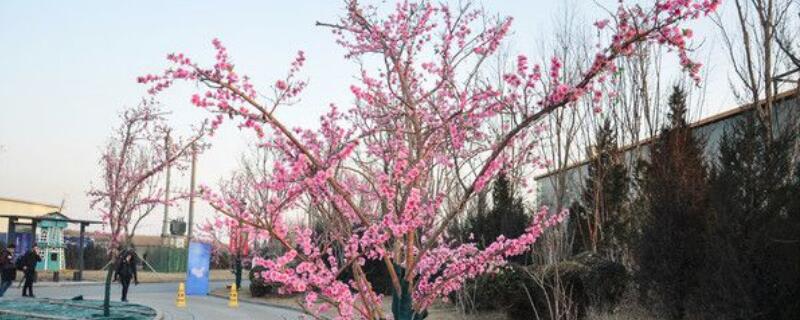 櫻花樹(shù)能插活嗎