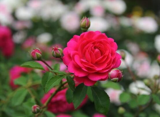 玫瑰花中藥功效與禁忌，具有調(diào)經(jīng)止痛/便秘患者、孕婦禁用"