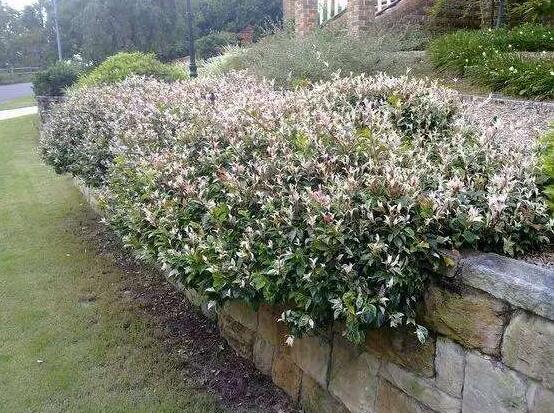 風(fēng)車(chē)茉莉怎么養(yǎng)，教你八個(gè)方法養(yǎng)的郁郁蔥蔥"