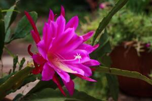 令箭荷花用高盆還是小盆栽好，使用陶質(zhì)淺盆最佳"