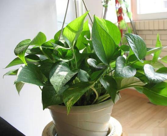 家里養(yǎng)綠蘿的禁忌，盤點(diǎn)居家最常見五個(gè)禁忌位置"
