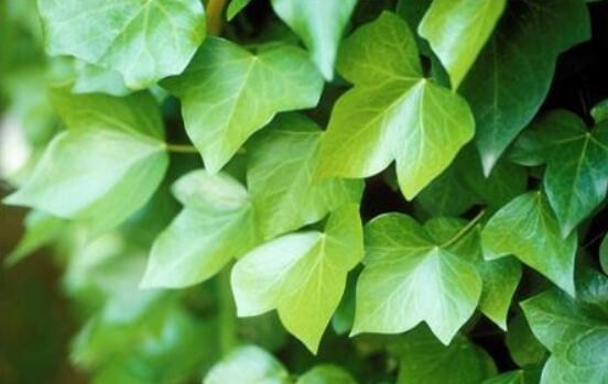 爬山虎和常春藤怎么區(qū)分，盤點三種區(qū)別方法(屬性/株型/生長習性)"