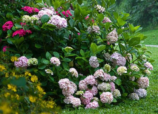 繡球不開花的原因，教你三種原因以及解決辦法"