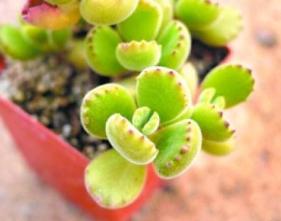 熊童子怎么度夏，做好遮陰通風(fēng)、保持微濕潤(rùn)環(huán)境"