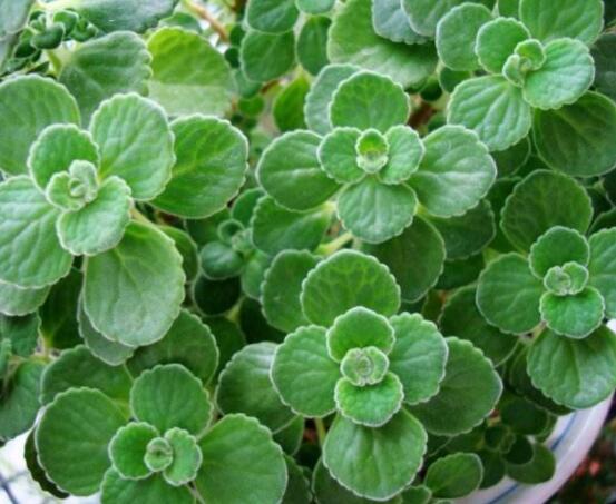 碰碰香和薄荷的區(qū)別，解析一眼就能分辨出的兩種方法"