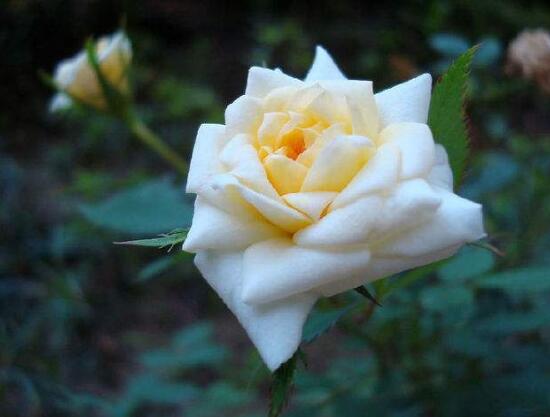 月季花冬季怎么修剪，做好四大修剪要點(diǎn)變得更美觀"