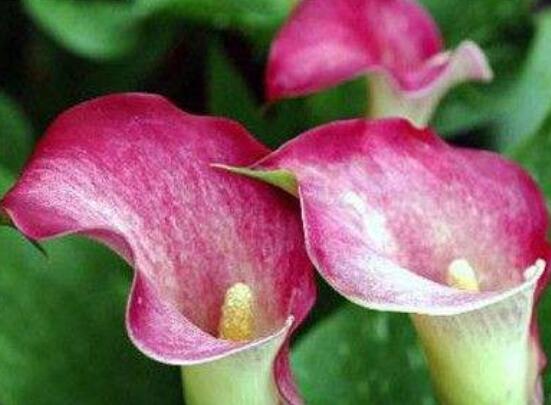 彩馬蹄蓮的養(yǎng)殖方法，做好五個(gè)要點(diǎn)花開(kāi)艷麗"