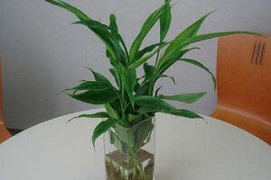 富貴竹施肥用什么肥料，富貴竹施什么肥好"