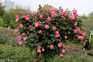 月季花怎么修剪，月季花的修剪方法"