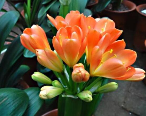 君子蘭的花期養(yǎng)護(hù)方法，及時(shí)施肥、注意光照溫度/忌積水"