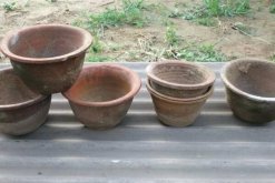 栽茉莉用什么盆好，瓦盆既便宜又適用"