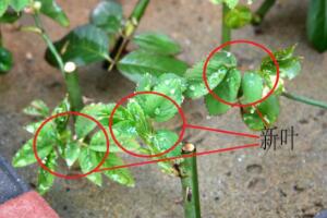 月季什么時候扦插最好，月季花的扦插方法"