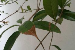 桂花樹葉尖干枯怎么辦，及時修剪并加強養(yǎng)護"